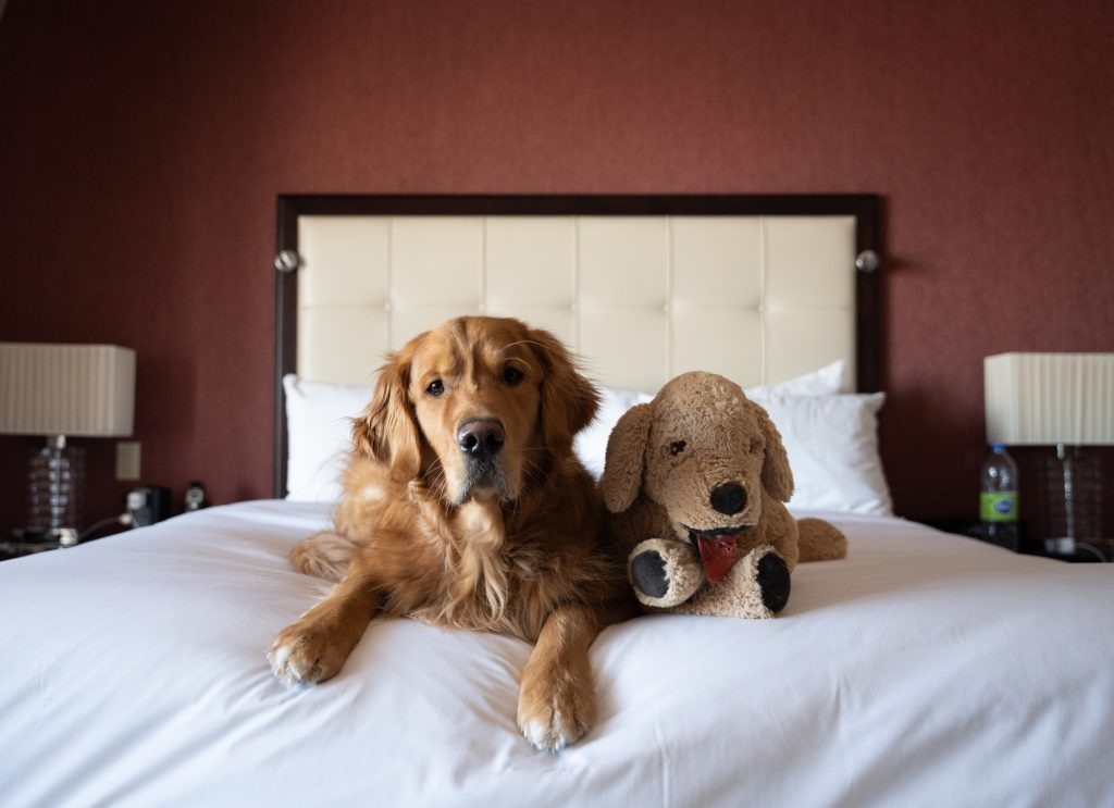 Elegant stay with your four-legged friend
